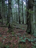 Clavulinopsis laeticolor image
