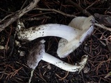 Entoloma bloxamii image