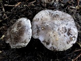 Entoloma bloxamii image