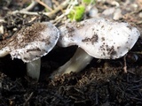 Entoloma bloxamii image