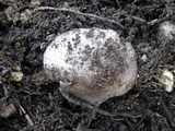 Entoloma bloxamii image