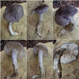 Entoloma bloxamii image