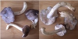 Entoloma bloxamii image
