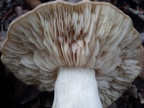 Entoloma sinuatum image