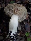Entoloma sinuatum image