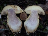 Leccinellum lepidum image