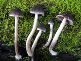 Psathyrella vinosofulva image