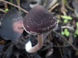 Psathyrella vinosofulva image