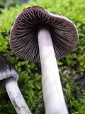 Psathyrella vinosofulva image