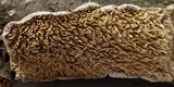 Irpex lacteus image