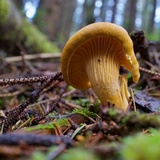 Cantharellus formosus image