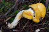 Cantharellus formosus image