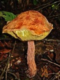 Boletellus russellii image
