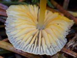 Mycena aurantiomarginata image