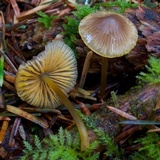 Mycena aurantiomarginata image