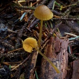 Mycena aurantiomarginata image