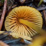 Mycena aurantiomarginata image