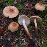 Tricholoma vaccinum image