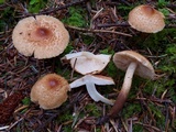 Tricholoma vaccinum image