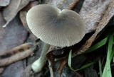 Pluteus californicus image