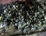 Physcia millegrana image