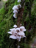 Hemimycena candida image