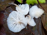 Marasmiellus candidus image