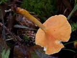 Hygrophoropsis aurantiaca image