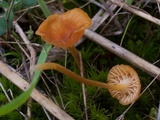 Rickenella fibula image