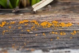 Dacrymyces capitatus image