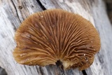 Crepidotus mollis image
