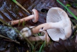 Neolentinus kauffmanii image