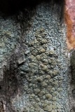 Lecanora strobilina image