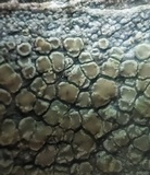 Lecanora strobilina image