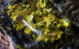 Xanthoria ulophyllodes image
