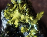 Xanthoria ulophyllodes image