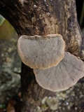 Hexagonia variegata image