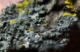 Phaeophyscia pusilloides image