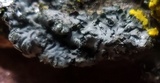 Phaeophyscia pusilloides image