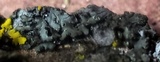 Phaeophyscia pusilloides image