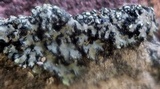 Phaeophyscia pusilloides image
