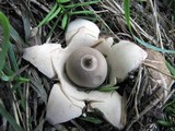 Geastrum triplex image
