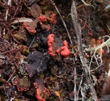 Cladonia lopezii image