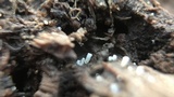 Henningsomyces candidus image