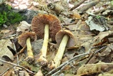 Cortinarius corrugatus image