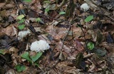 Ramariopsis kunzei image