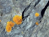 Xanthoria elegans image