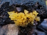 Dacryopinax spathularia image