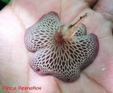 Neofavolus subpurpurascens image