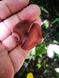 Neofavolus subpurpurascens image